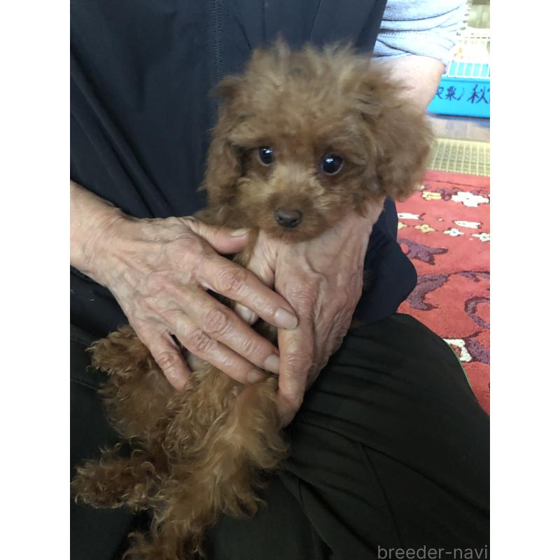 販売中の兵庫県のトイプードル-413442の11枚目