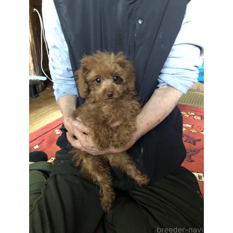 販売中の兵庫県のトイプードル-413442の10枚目