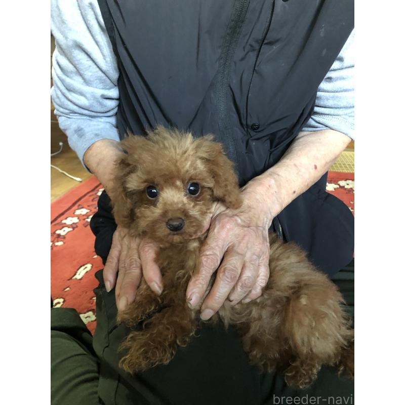 販売中の兵庫県のトイプードル-413442の9枚目