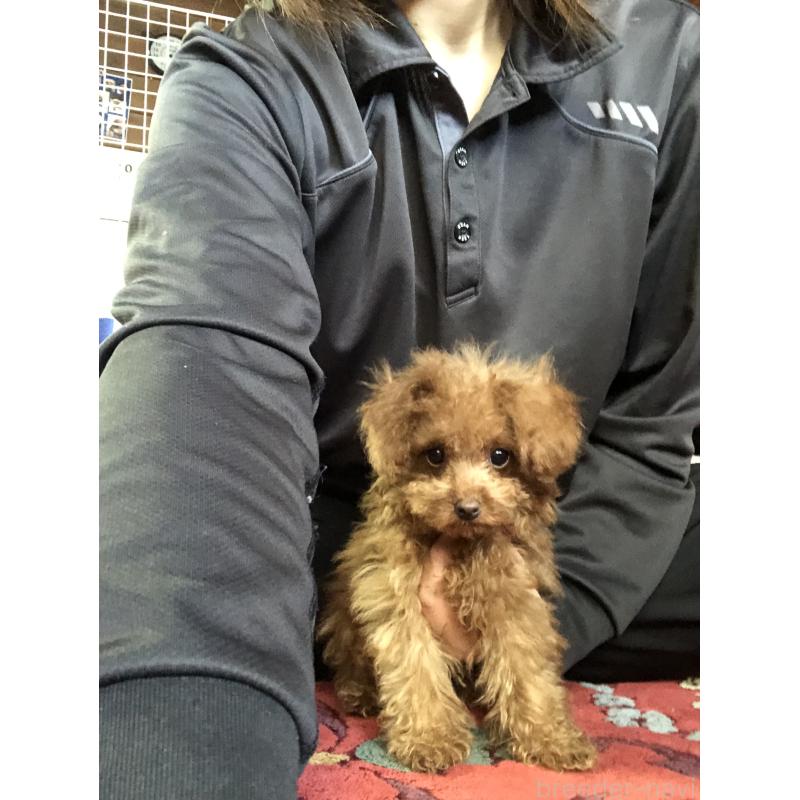 販売中の兵庫県のトイプードル-413442の8枚目