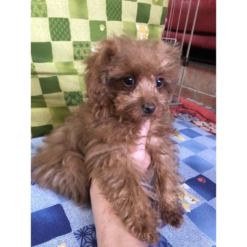 販売中の兵庫県のトイプードル-413442の7枚目