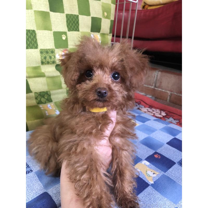 販売中の兵庫県のトイプードル-413442の6枚目