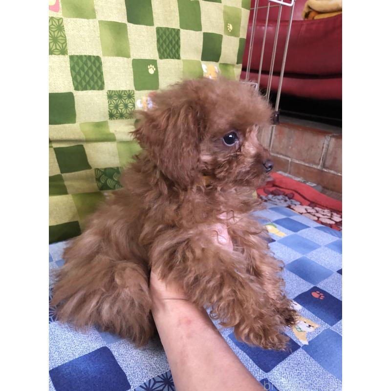 販売中の兵庫県のトイプードル-413442の5枚目