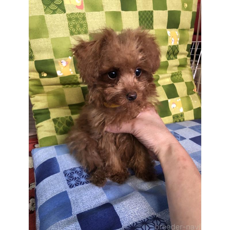 販売中の兵庫県のトイプードル-413442の4枚目