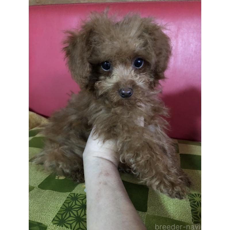 販売中の兵庫県のトイプードル-413442の3枚目