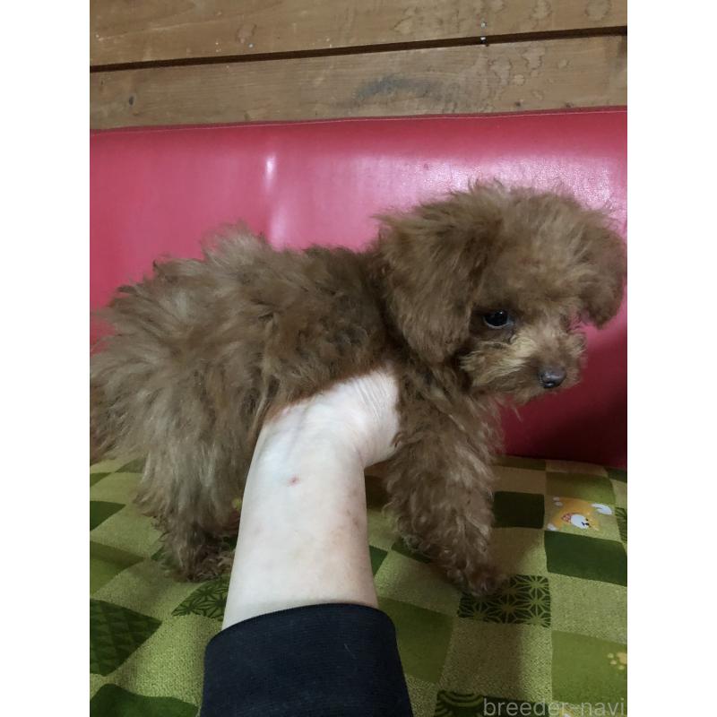 販売中の兵庫県のトイプードル-413442の2枚目