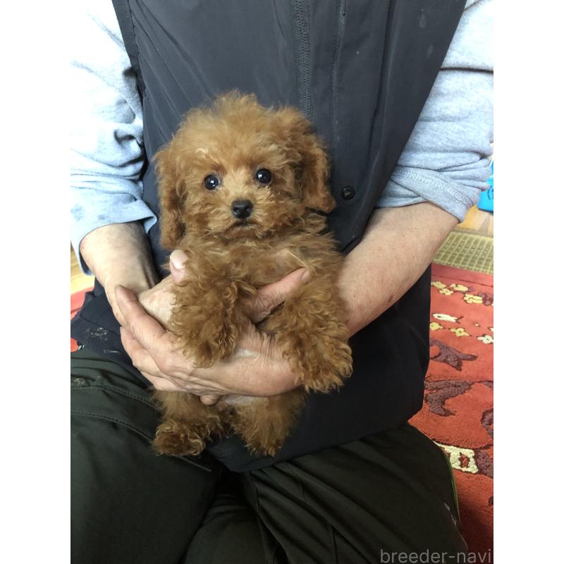 販売中の兵庫県のトイプードル-413440の10枚目