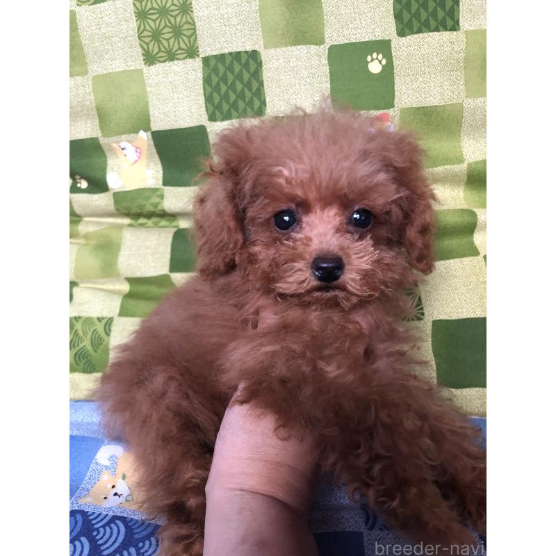 販売中の兵庫県のトイプードル-413440の7枚目