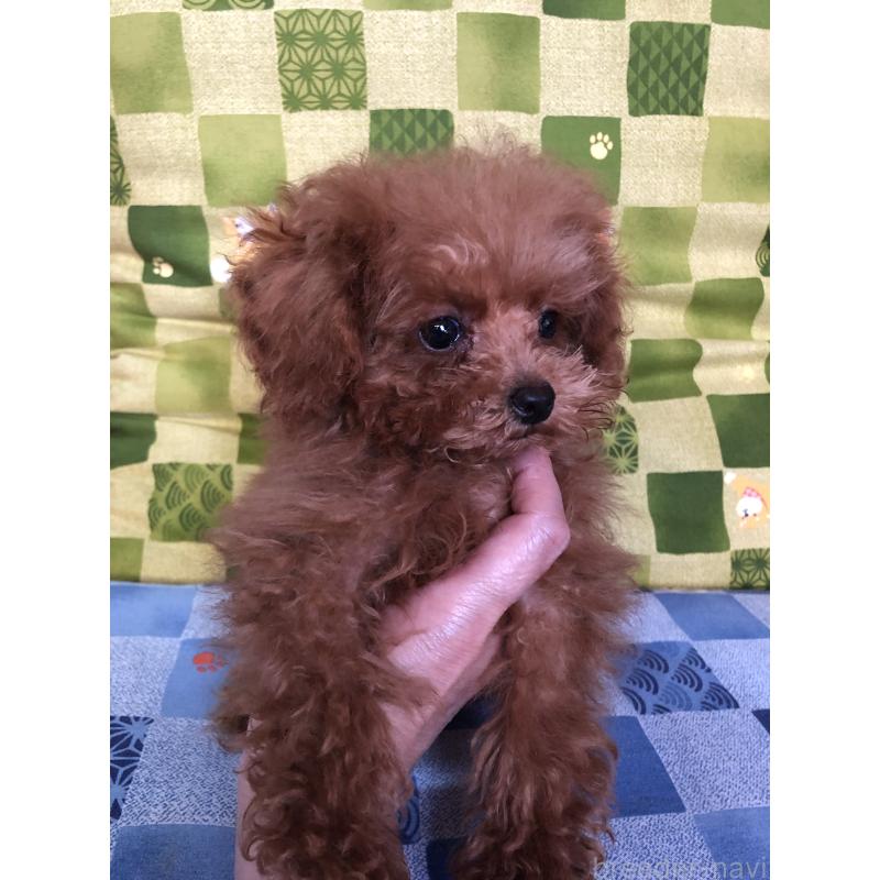 販売中の兵庫県のトイプードル-413440の5枚目