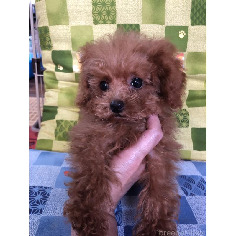 販売中の兵庫県のトイプードル-413440の2枚目