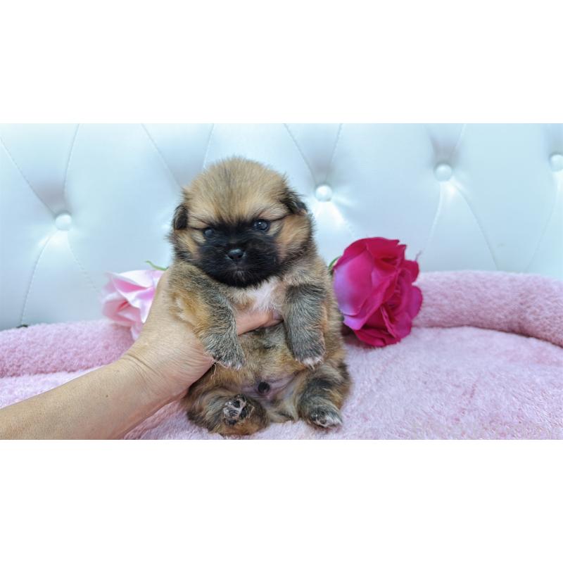 販売中の埼玉県のミックス犬-421917の1枚目