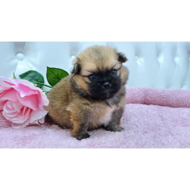 販売中の埼玉県のミックス犬-421917の11枚目