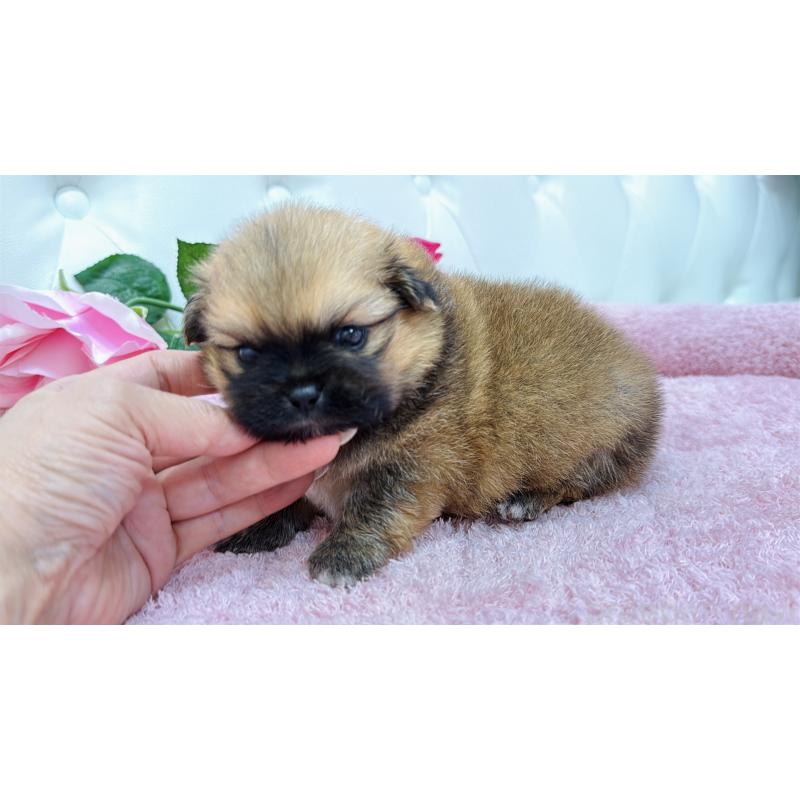 販売中の埼玉県のミックス犬-421917の10枚目