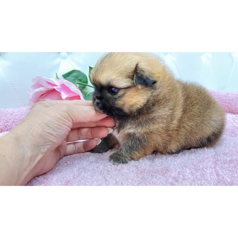 販売中の埼玉県のミックス犬-421917の9枚目