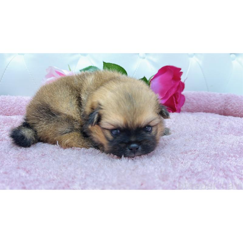 販売中の埼玉県のミックス犬-421917の8枚目