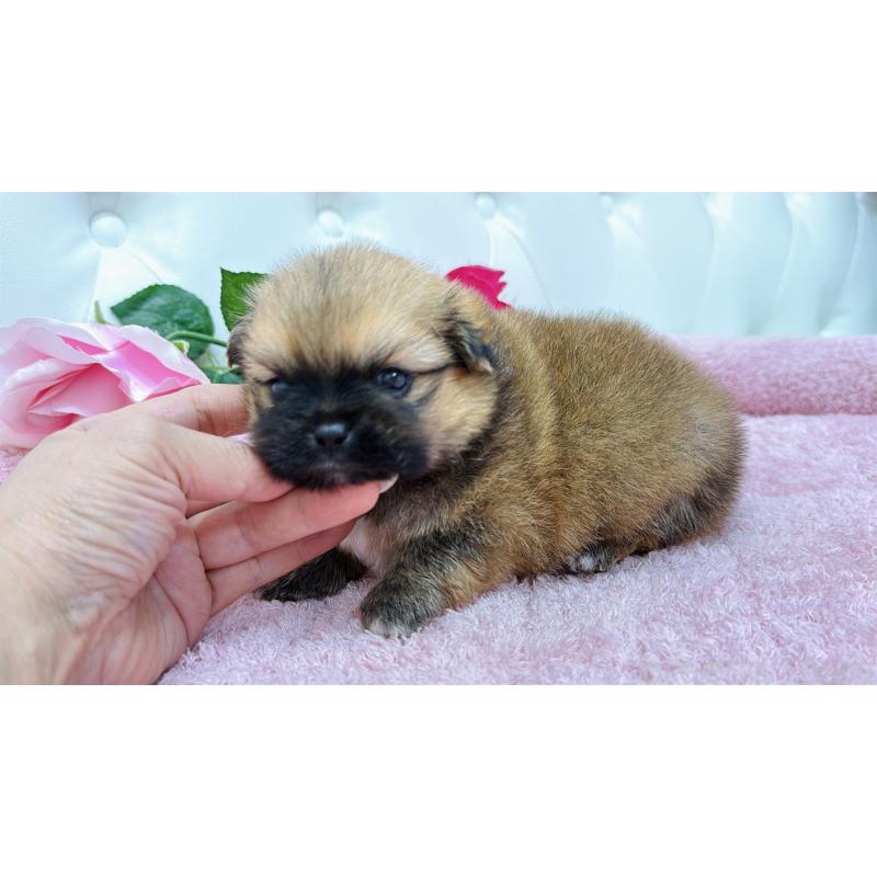 販売中の埼玉県のミックス犬-421917の7枚目