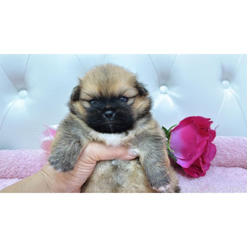 販売中の埼玉県のミックス犬-421917の6枚目