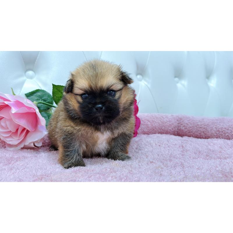 販売中の埼玉県のミックス犬-421917の5枚目