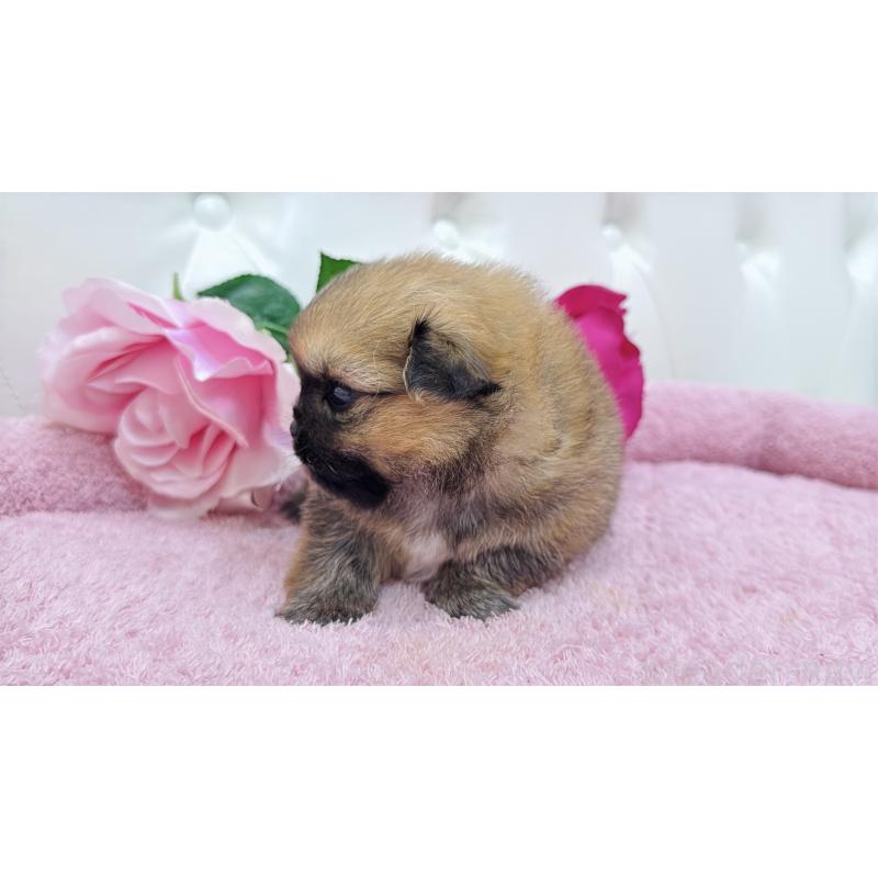 販売中の埼玉県のミックス犬-421917の4枚目