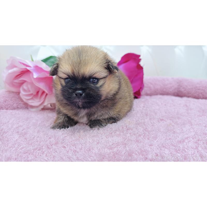 販売中の埼玉県のミックス犬-421917の3枚目