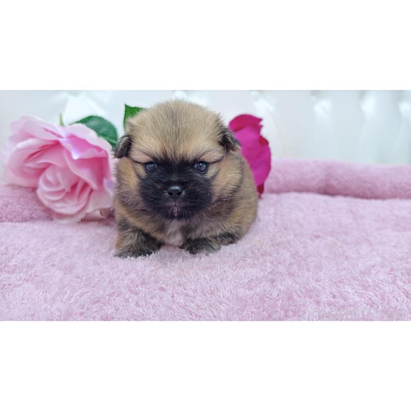販売中の埼玉県のミックス犬-421917の2枚目
