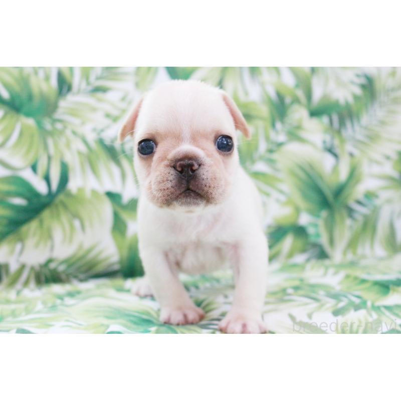 成約済の京都府のフレンチブルドッグ-420387の13枚目