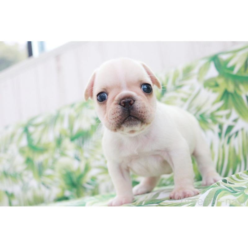 販売中の京都府のフレンチブルドッグ-420387