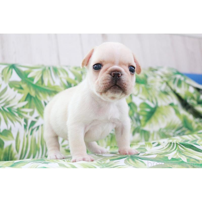 成約済の京都府のフレンチブルドッグ-420387の11枚目