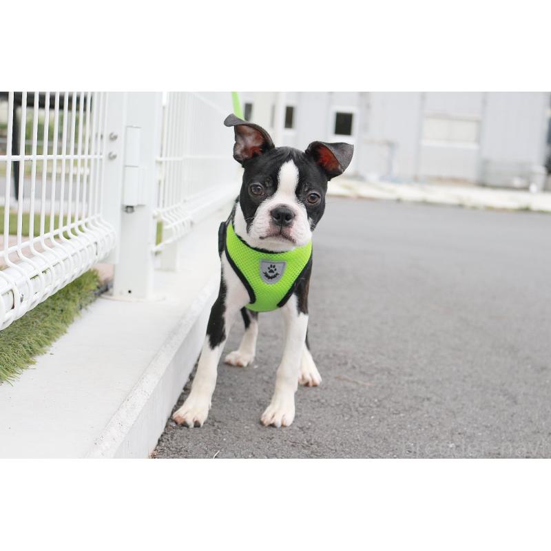 販売中の京都府のボストンテリア-402498の7枚目