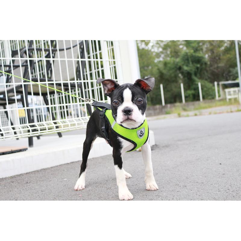 販売中の京都府のボストンテリア-402498の6枚目