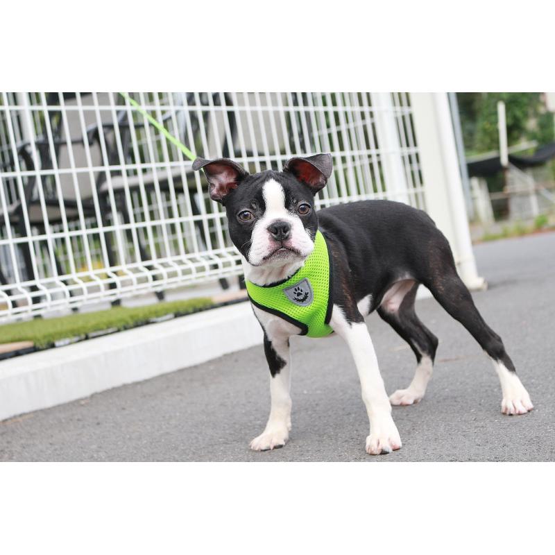 販売中の京都府のボストンテリア-402498の5枚目