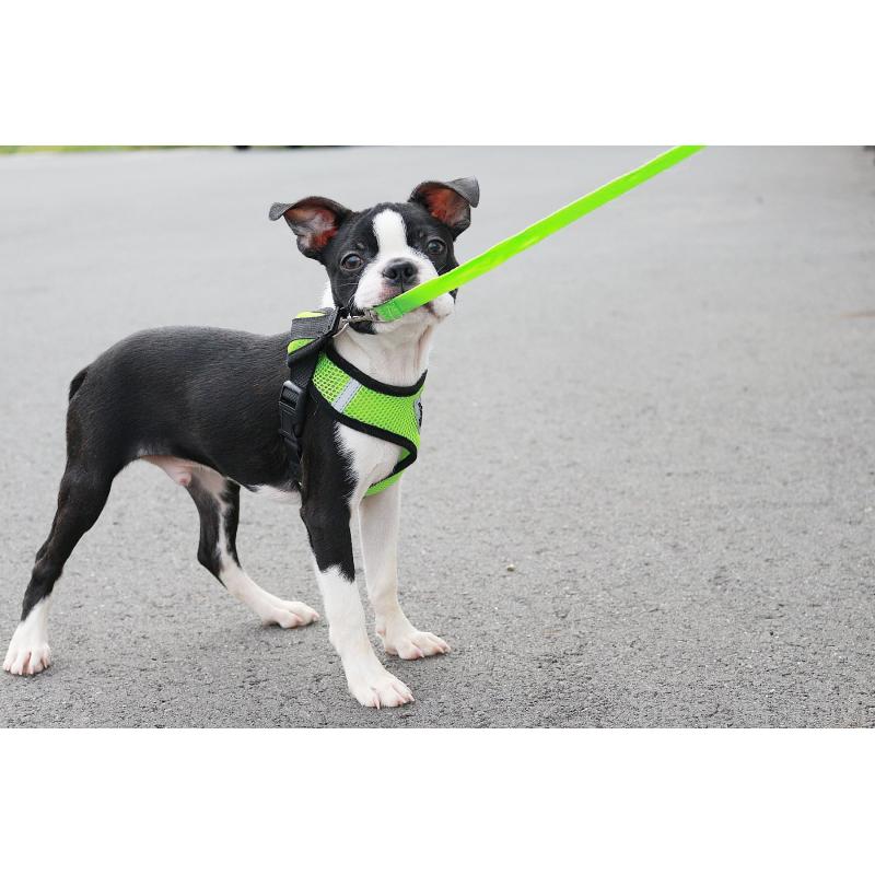 販売中の京都府のボストンテリア-402498の4枚目