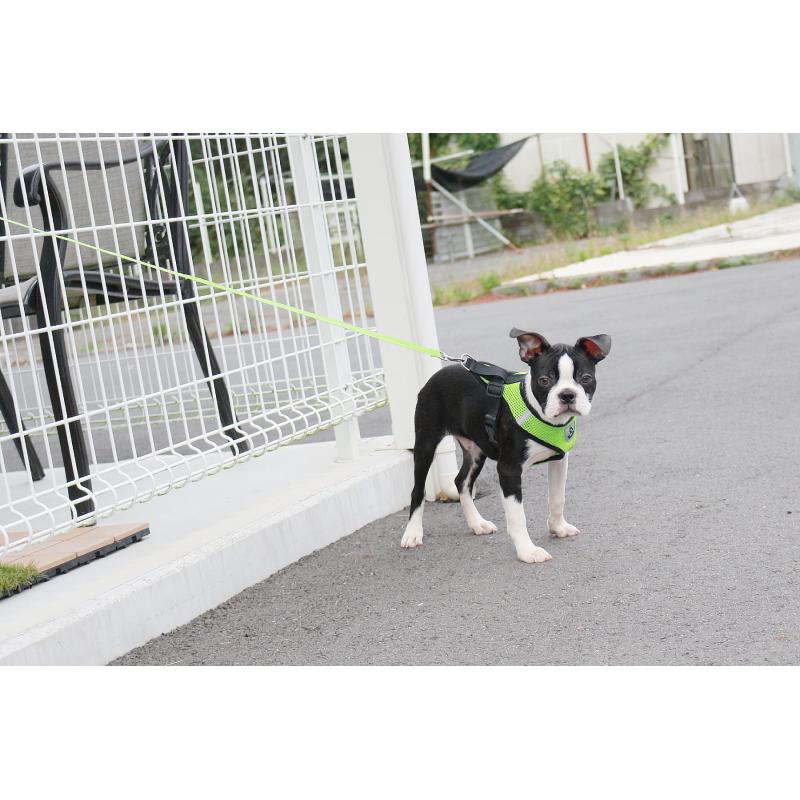 販売中の京都府のボストンテリア-402498の3枚目