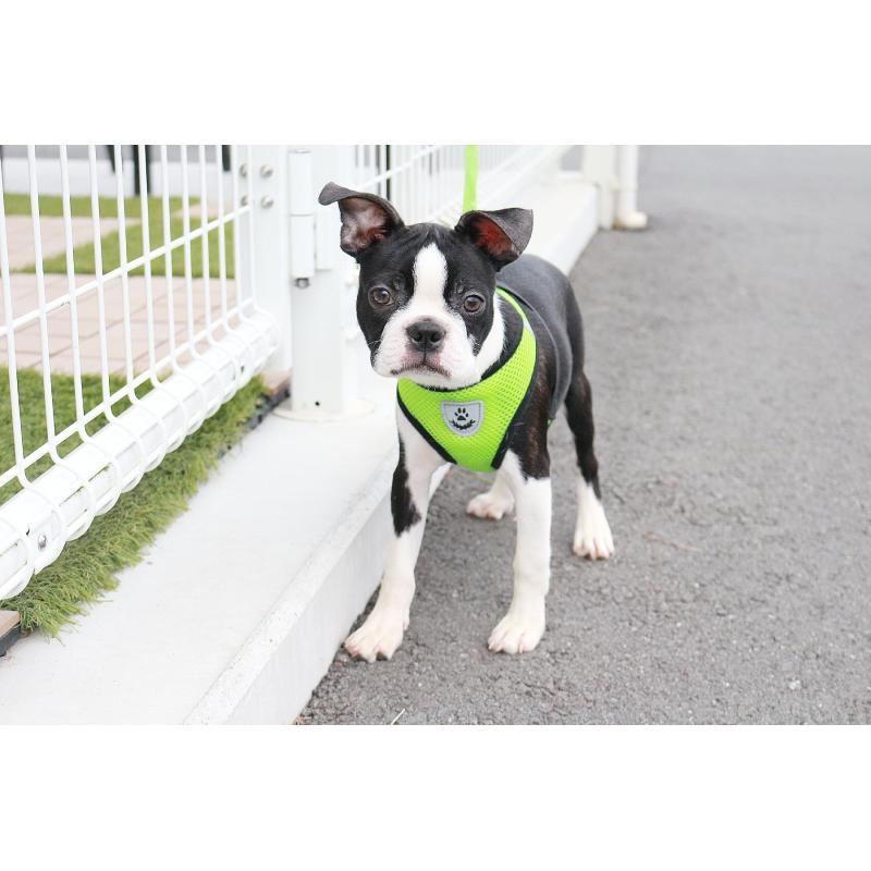 販売中の京都府のボストンテリア-402498の2枚目