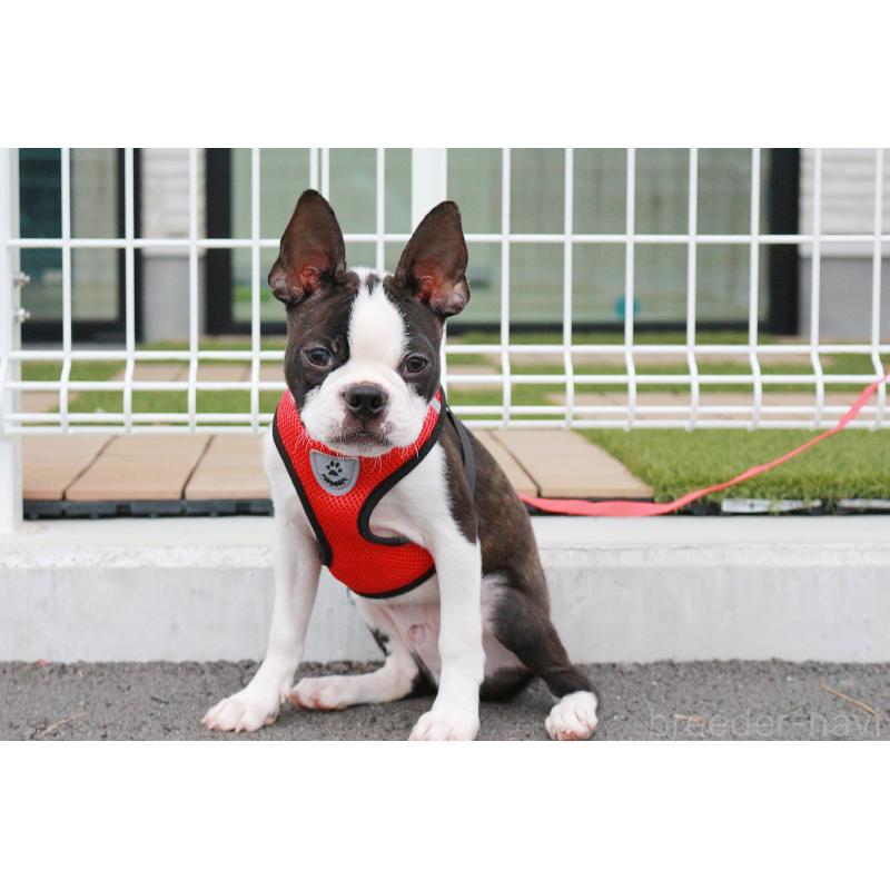 販売中の京都府のボストンテリア-402501の4枚目