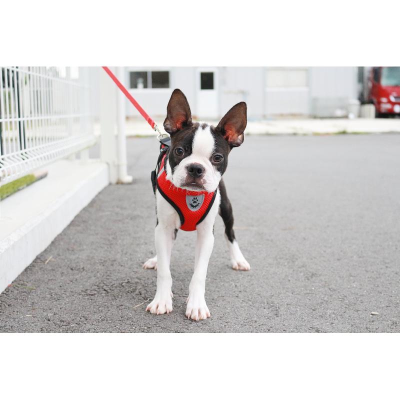 販売中の京都府のボストンテリア-402501の3枚目