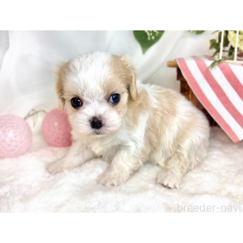 販売中の滋賀県のキャバマル:キャバリア×マルチーズ-421922の2枚目