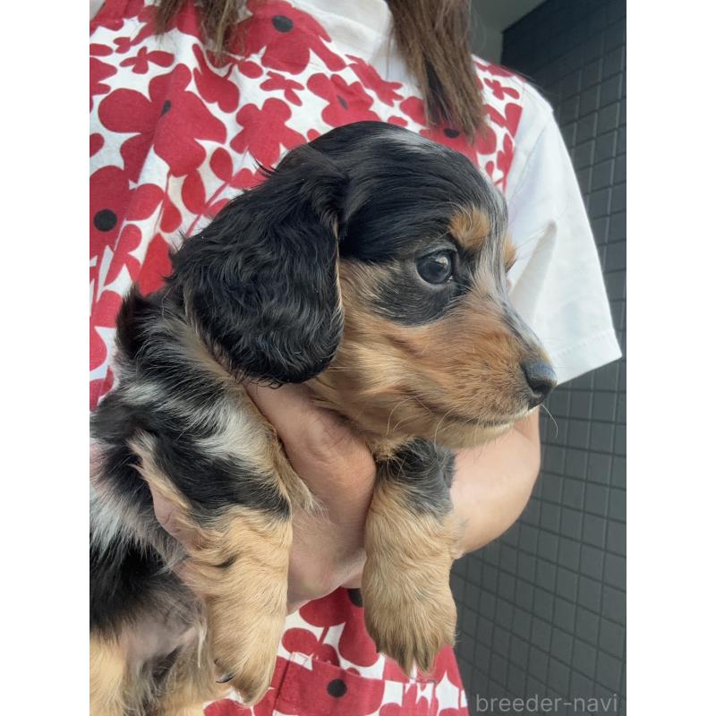 成約済の東京都のミニチュアダックスフンド(ロングヘアード)-418815の10枚目