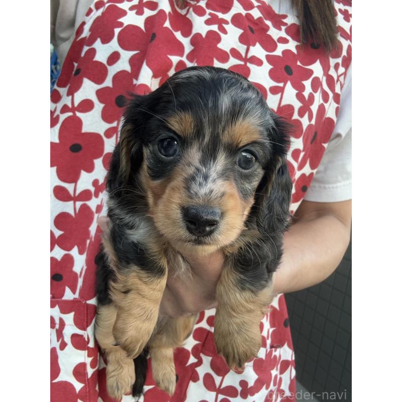 成約済の東京都のミニチュアダックスフンド(ロングヘアード)-418815の9枚目