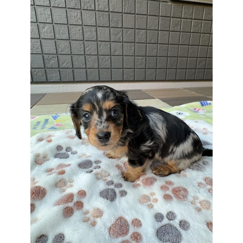 成約済の東京都のミニチュアダックスフンド(ロングヘアード)-418815の8枚目