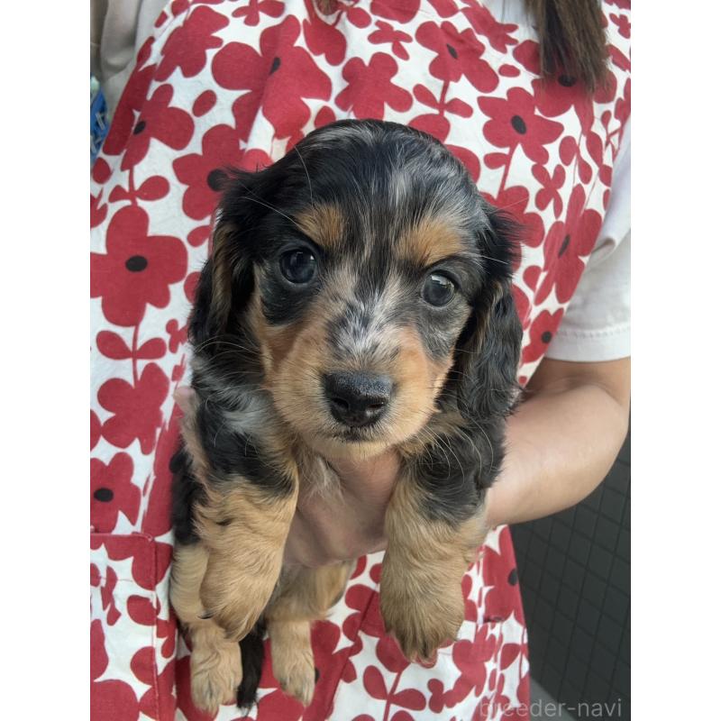 成約済の東京都のミニチュアダックスフンド(ロングヘアード)-418815の7枚目