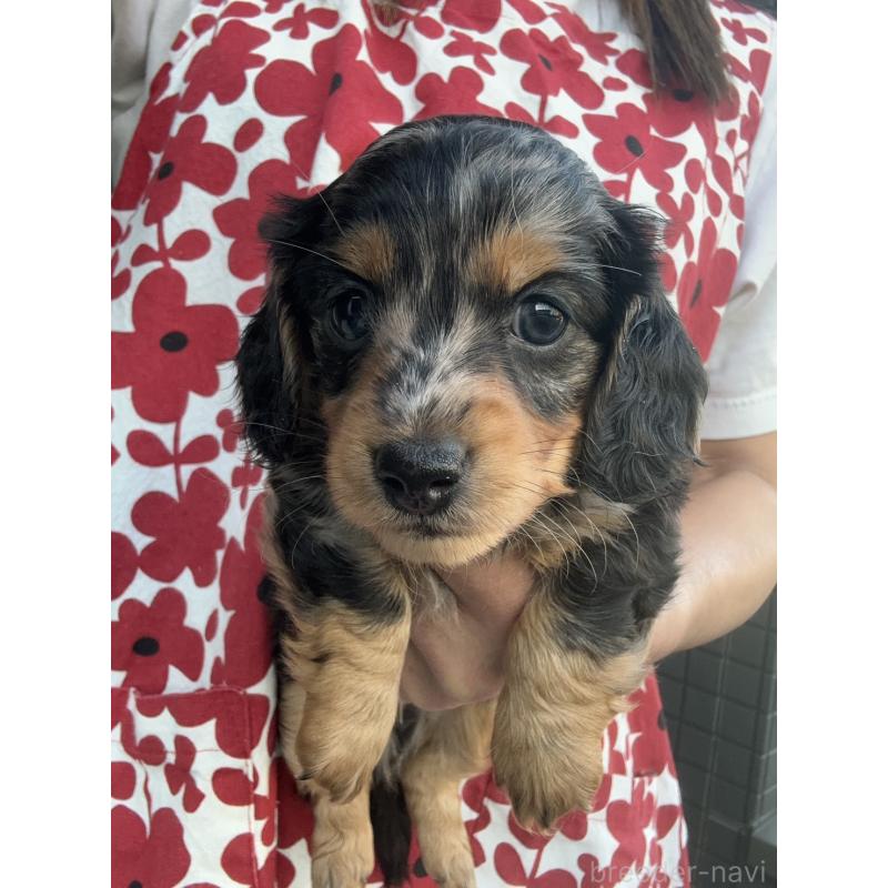 成約済の東京都のミニチュアダックスフンド(ロングヘアード)-418815の6枚目