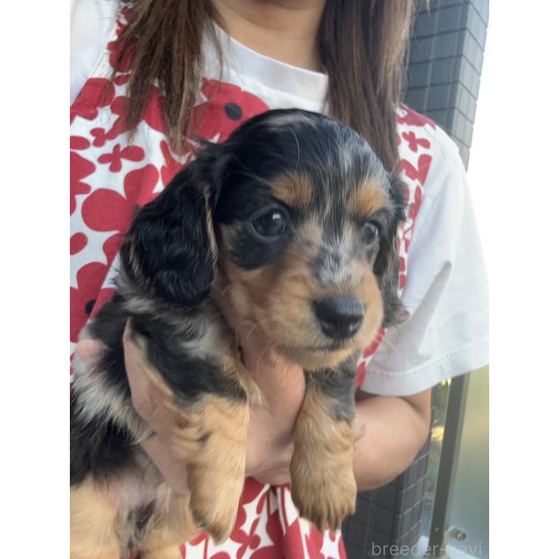 成約済の東京都のミニチュアダックスフンド(ロングヘアード)-418815の5枚目