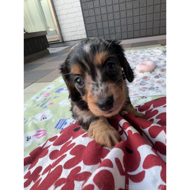 成約済の東京都のミニチュアダックスフンド(ロングヘアード)-418815の4枚目