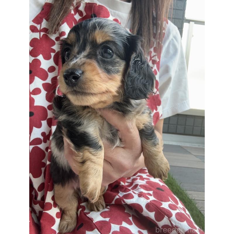 成約済の東京都のミニチュアダックスフンド(ロングヘアード)-418815の3枚目