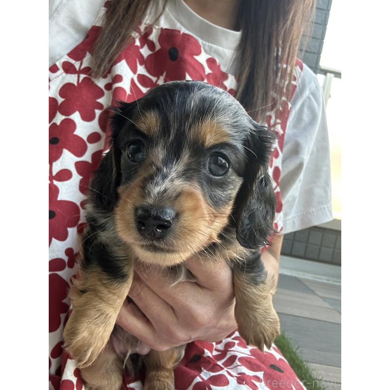 成約済の東京都のミニチュアダックスフンド(ロングヘアード)-418815の2枚目