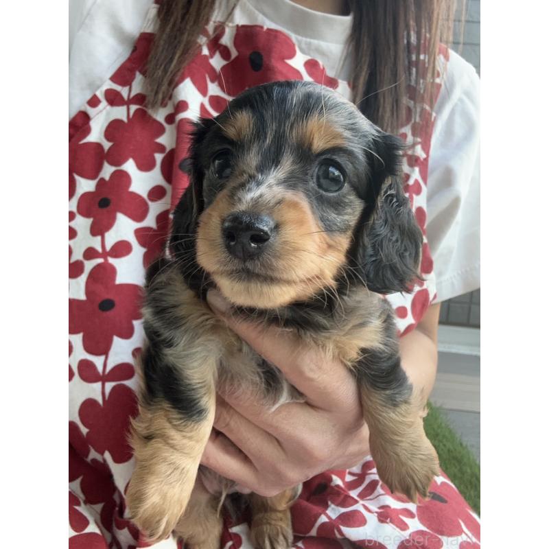 成約済の東京都のミニチュアダックスフンド(ロングヘアード)-418815