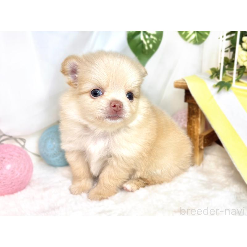 販売中の滋賀県のポメチワ:ポメラニアン×チワワ-421925の3枚目