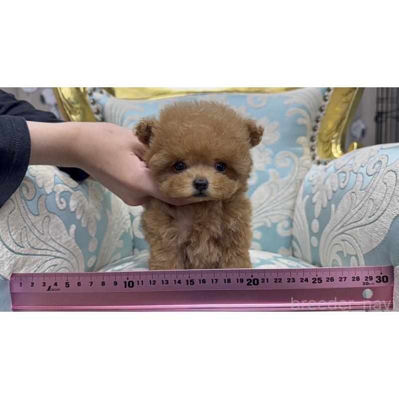 販売中の新潟県のティーカッププードル-421935の6枚目