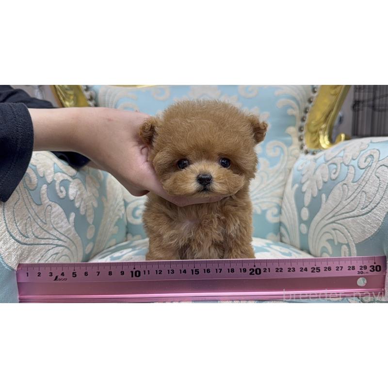 販売中の新潟県のティーカッププードル-421935の3枚目
